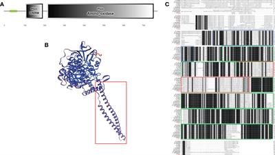 Histone lysine-specific demethylase 1 regulates the proliferation of hemocytes in the oyster Crassostrea gigas